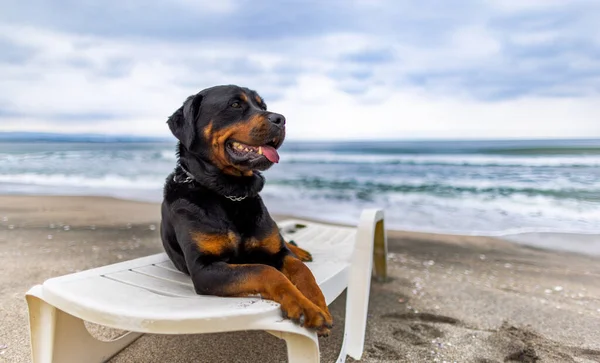 A large funny relaxed dog of the Rottweiler breed rests on a white large summer lounger, and performs the commands of its attentive unknown owner on a wild sea sandy beach