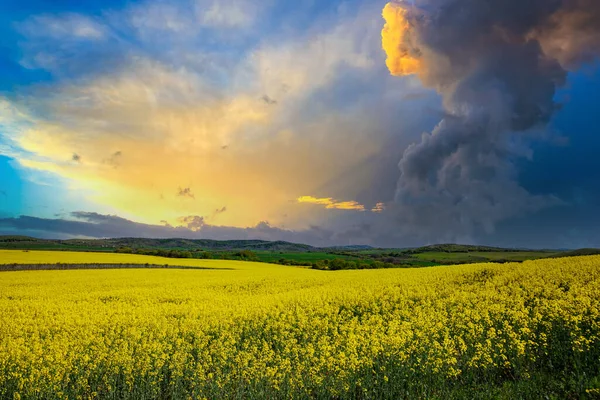 ブルガリアの暖かい国では 昼間の青い曇った空に対して植えられたフィールドを持つ山の谷の明るい黄色の小さな植物と大きな春の開花草原 — ストック写真
