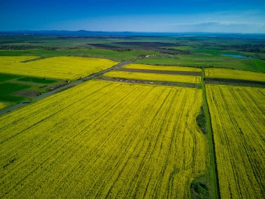 Bulgaristan 'ın sıcak ülkesinde, gündüz vakti mavi bulutlu gökyüzüne karşı ekili tarlaları olan bir dağ vadisinde, parlak sarı küçük bitkilerle dolu büyük bahar çiçekleri.