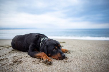 Rottweiler cinsinin üzgün, güzel, özenli bir köpeği kumlu bir sahilde uzanıyor ve sahibini beklerken etrafındaki sesleri dinliyor.