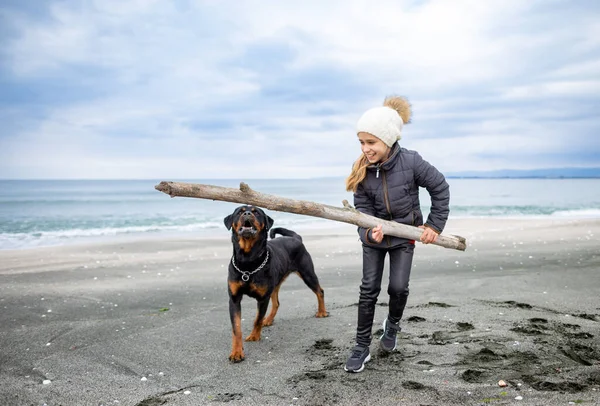 在寒冷多云的沙滩上 穿着保暖衣服的快乐的小女孩和她那只名叫罗特韦勒的大狗一起玩着一把大的干曲棍棒 — 图库照片