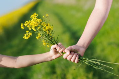 Küçük, parlak sarı bukete yakın, tarlada yabani küçük kolza tohumu çiçekleri bilinmeyen genç çocukların ellerinde, sonsuz tarlaların ve ılık yaz güneşi altında yeşil çayırların üzerinde