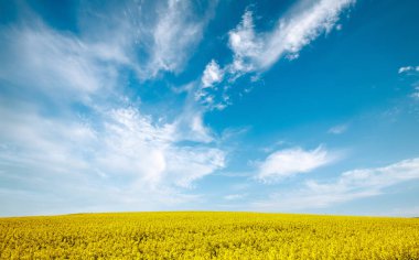 Bulgaristan 'ın sıcak ülkesinde, gündüz vakti mavi bulutlu gökyüzüne karşı ekili tarlaları olan bir dağ vadisinde, parlak sarı küçük bitkilerle dolu büyük bahar çiçekleri.