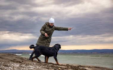 Sıcak elbiseli mutlu yetişkin ev sahibi kadın, kumlu bir sahilde, soğuk bulutlu bir havada Rottweiler cinsinin büyük sadık köpeğiyle küçük bir sopayla oynar.