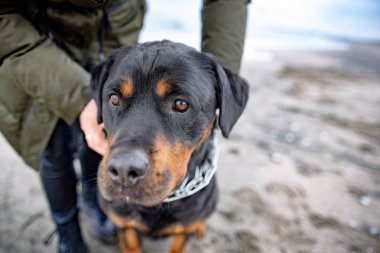 Kimliği belirsiz, titiz, sıcak elbiseli bir bayan hostes, soğuk bulutlu bir havada, Rottweiler cinsinin büyük, itaatkar köpeği için güçlü metal bir tasma takıyor.
