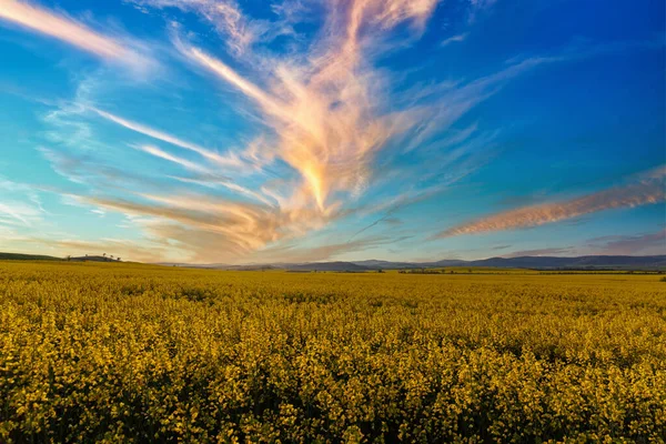 ブルガリアの暖かい国 黄金の夕日の空を背景に 山と草原の谷に明るい黄色の小さな植物と大きな春の開花フィールド — ストック写真