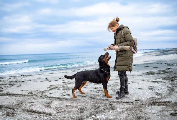 在寒冷多云的沙滩上 身穿保暖衣服的快乐的成年女主人和她那只名叫罗特韦勒的大狗一起 在寒冷多云的天气里玩着一条大的干曲线棒 — 图库照片