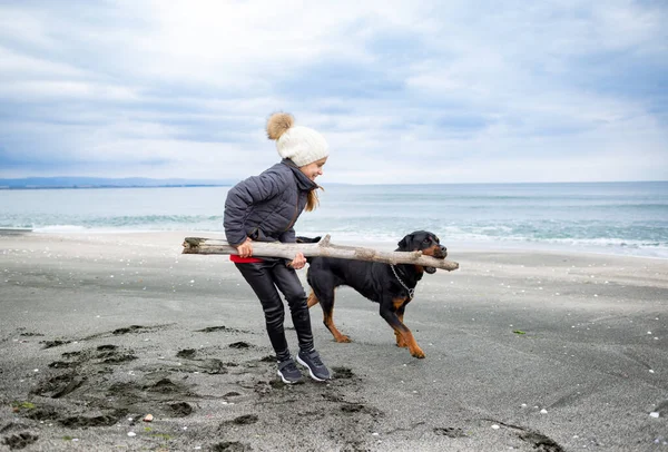 在寒冷多云的沙滩上 穿着保暖衣服的快乐的小女孩和她那只名叫罗特韦勒的大狗一起玩着一把大的干曲棍棒 — 图库照片