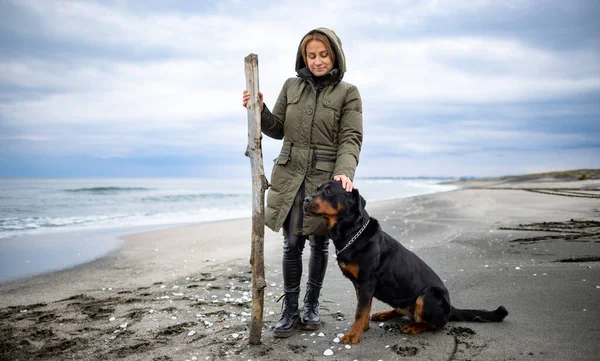 在寒冷多云的沙滩上 身穿保暖衣服的快乐的成年女主人和她那只名叫罗特韦勒的大狗一起 在寒冷多云的天气里玩着一条大的干曲线棒 — 图库照片