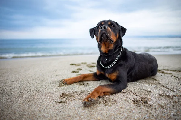 Een Droevige Mooie Attente Hond Van Het Rottweiler Ras Ligt — Stockfoto