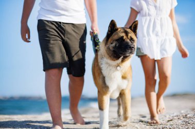 Neşeli, dost canlısı, aydınlık elbiseli kız ve erkek kardeşler Akita Inu cinsinden büyük tüylü köpekleri ile güneşli yaz havasında Karadeniz kıyısında kumlu ve vahşi bir sahil boyunca yürüyorlar.