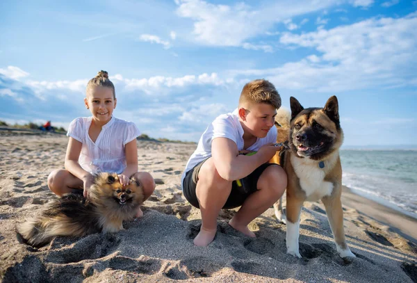 Genç erkek kardeş ve açık renk elbiseli kız kardeşi pomeranya köpekleri ve büyük Akita Inu ile Karadeniz kıyısındaki vahşi sahilde güneşli havalarda yürürler ve rahatlarlar.