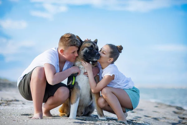 Neşeli, dost canlısı, aydınlık elbiseli kız ve erkek kardeşler Akita Inu cinsinden büyük tüylü köpekleri ile güneşli yaz havasında Karadeniz kıyısında kumlu ve vahşi bir sahil boyunca yürüyorlar.