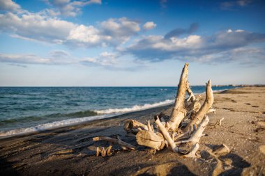 Hafif kabuklu kuru kütükler ve dallar sakin, sıcak, pırıl pırıl Karadeniz 'in ve açık mavi gökyüzünün zeminine karşı kumlu, boş bir kumsalda uzanıyorlar.