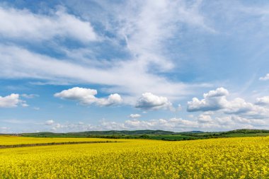 Parlak sarı uçsuz bucaksız tarlalar, açık mavi bulutlu gökyüzünün altında açan kolza tohumu.