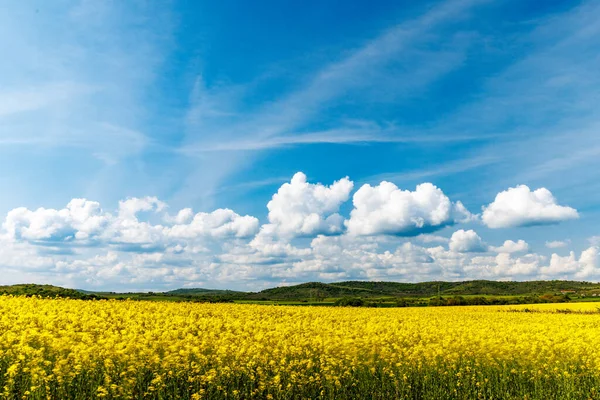 Parlak sarı uçsuz bucaksız tarlalar, açık mavi bulutlu gökyüzünün altında açan kolza tohumu.