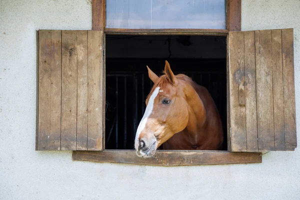 A proud muscular brown horse with a shiny dark short mane sticks its head out of the window, and stands in its stall in a sporty professional clean stable with equestrian horses