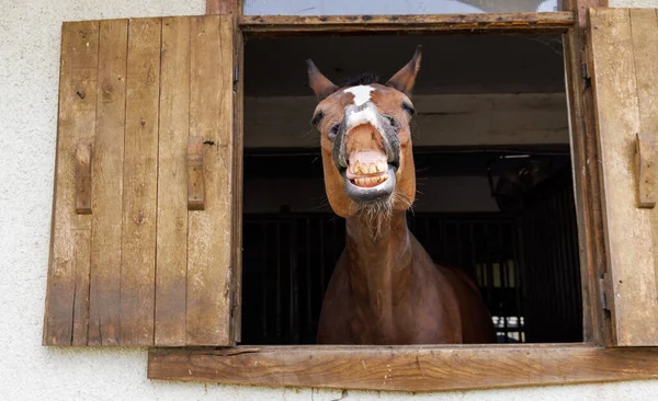 Cheerful thoroughbred brown horse with short groomed dark coat neighs and shows his teeth, sticking head out of window in his stall in clean professional stable with sporting purebred trained horses