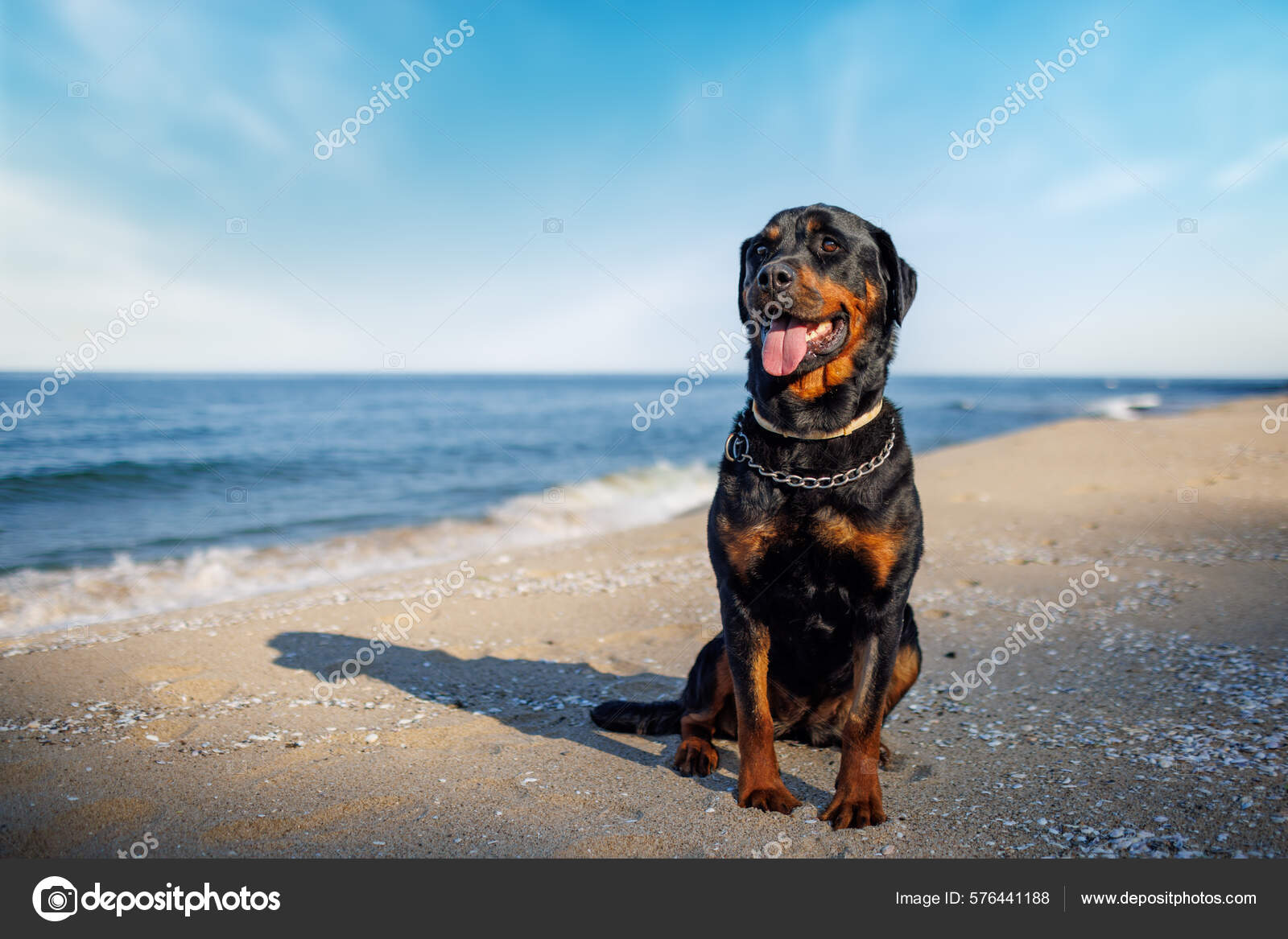 Rottweiler big dog sale