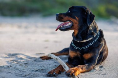 Rottweiler cinsinin safkan, dinlenen, iri ve keskin dişleri olan kara bir köpeği, ılık, kuru sahil kumunun üzerinde uzanır ve Karadeniz kıyısında kemirilmiş küçük, ilginç çubuğuyla oynar.