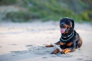 Rottweiler cinsinin safkan, dinlenen, iri ve keskin dişleri olan kara bir köpeği, ılık, kuru sahil kumunun üzerinde uzanır ve Karadeniz kıyısında kemirilmiş küçük, ilginç çubuğuyla oynar.