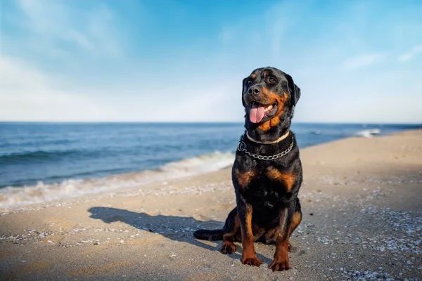 A beautiful proud big dog of the Rottweiler breed sits on a sandy beach against the backdrop of a stormy sea, and looks into the distance
