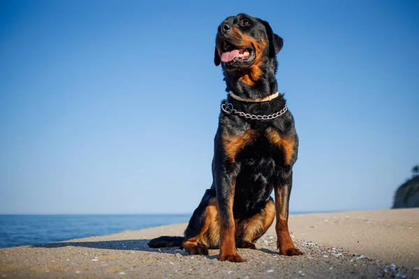 Een Mooie Trotse Grote Hond Van Het Rottweiler Ras Zit — Stockfoto