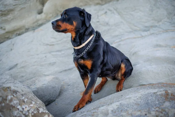 Cão Grande Orgulhoso Bonito Raça Rottweiler Senta Uma Praia Arenosa — Fotografia de Stock