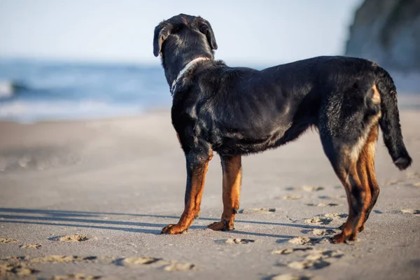 Een Mooie Trotse Grote Hond Van Het Rottweiler Ras Zit — Stockfoto