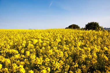 Parlak sarı uçsuz bucaksız tarlalar, açık mavi bulutlu gökyüzünün altında açan kolza tohumu.