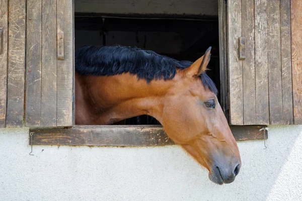 A proud muscular brown horse with a shiny dark short mane sticks its head out of the window, and stands in its stall in a sporty professional clean stable with equestrian horses