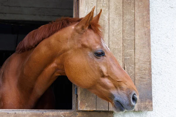 A proud muscular brown horse with a shiny dark short mane sticks its head out of the window, and stands in its stall in a sporty professional clean stable with equestrian horses