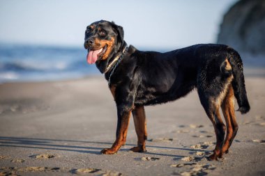 Rottweiler cinsinin güzel, gururlu büyük bir köpeği fırtınalı bir denizin arka planında kumlu bir sahilde oturur ve uzaklığa bakar.