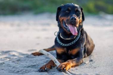 Rottweiler cinsinin safkan, dinlenen, iri ve keskin dişleri olan kara bir köpeği, ılık, kuru sahil kumunun üzerinde uzanır ve Karadeniz kıyısında kemirilmiş küçük, ilginç çubuğuyla oynar.