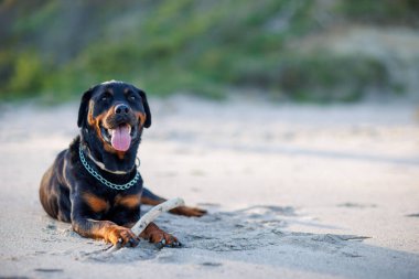 Rottweiler cinsinin safkan, dinlenen, iri ve keskin dişleri olan kara bir köpeği, ılık, kuru sahil kumunun üzerinde uzanır ve Karadeniz kıyısında kemirilmiş küçük, ilginç çubuğuyla oynar.