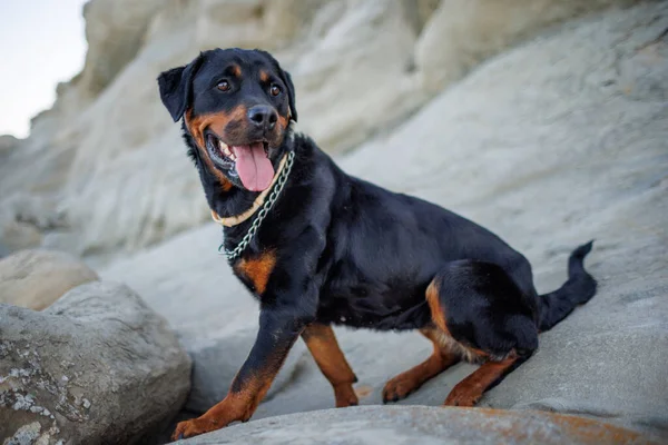 Cão Grande Orgulhoso Bonito Raça Rottweiler Senta Uma Praia Arenosa — Fotografia de Stock