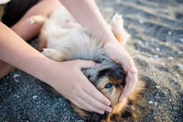 Liten Fluffig Glad Hund Pommersk Ras Med Gyllene Långt Fint — Stockfoto