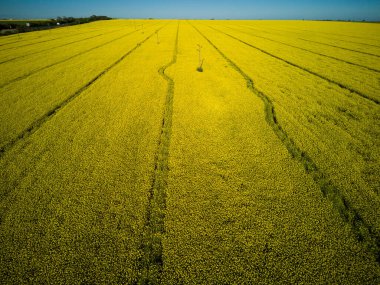 Bulgaristan 'ın sıcak ülkesinde, gündüz vakti mavi bulutlu gökyüzüne karşı ekili tarlaları olan bir dağ vadisinde, parlak sarı küçük bitkilerle dolu büyük bahar çiçekleri.