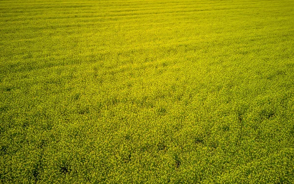 Grande Primavera Prados Floridos Com Plantas Pequenas Amarelas Brilhantes Vale — Fotografia de Stock