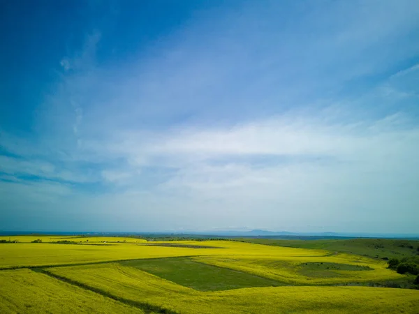 Вид Сверху Яркого Цветущего Фермерского Поля Цветами Рапса Свежее Зеленое — стоковое фото
