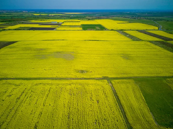 Bulgaristan 'ın sıcak ülkesinde, gündüz vakti mavi bulutlu gökyüzüne karşı ekili tarlaları olan bir dağ vadisinde, parlak sarı küçük bitkilerle dolu büyük bahar çiçekleri.