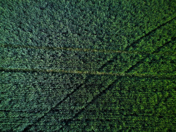 Koyu yeşil kırsal alanlara sahip arka plan yeşil taze bahar bitkisi ve modern profesyonel bir tarım traktöründen izler.