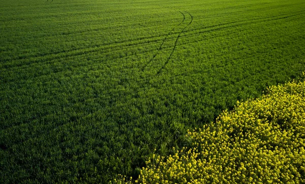Top View Bright Flowering Farm Field Rapeseed Flowers Fresh Green — Stock Photo, Image