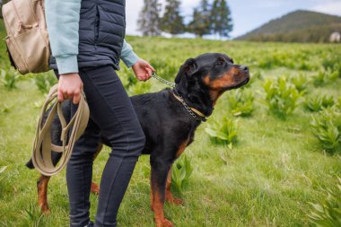 Siyah, soylu, eğitimli köpek dostu Rottweiler 'ın elinde metal bir tasma ve uzun bir tasmayla dağ bitkisi olan yeşil bir çayırda, bilinmeyen genç metresinin yanında duruyor.