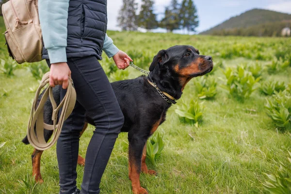 Primer Plano Pedigrí Negro Educado Perro Amigo Raza Rottweiler Con —  Fotos de Stock