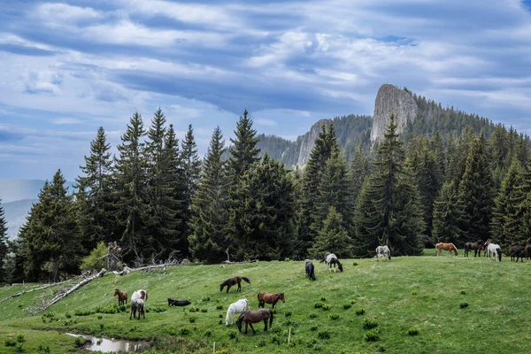 Herd of wild hungry variegated horses that eat fresh spring thick grass, drink cool clear water and graze in meadow with tall lush prickly fir trees against backdrop of rocky mountains and cloudy sky