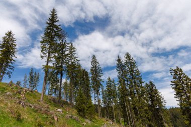 Kuru ladin ağaçları ve dağılmış terk edilmiş dalları ile vahşi kel orman ve mavi bulutlu parlak gökyüzüne karşı dağ yeşil bahar bitkisi
