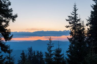 Rodop Dağları 'nın dağlık bitkisel yamaçlarında, dikenli köknar ağaçlarının koyu yoğun uzun siluetleri, parlak günbatımının arka planında, çok renkli akşam gökyüzünün