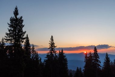 Rodop Dağları 'nın dağlık bitkisel yamaçlarında, dikenli köknar ağaçlarının koyu yoğun uzun siluetleri, parlak günbatımının arka planında, çok renkli akşam gökyüzünün