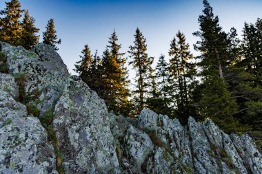 Yoğun yeşil ladin ormanı, yüksek dikenli köknar ağaçları, dik yamaçlarda kayalık Rodop Dağları dağ vadisindeki dağ bitkileriyle kaplı, parlak bahar güneşi ile aydınlatılır.